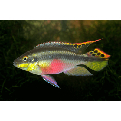 Pelvicachromis Pulcher (Pelmatos)