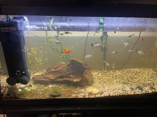 Aquarium à vendre