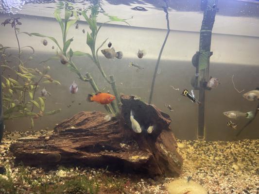 Aquarium à vendre