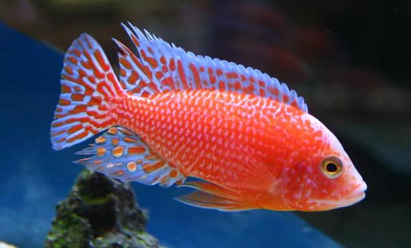 Cichlidés Aulonocara Fire Fish - Dragon Blood