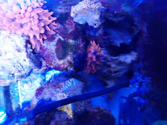 Entacmea rouges