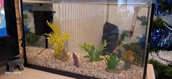 Aquarium 20 litres avec filtre et accessoires