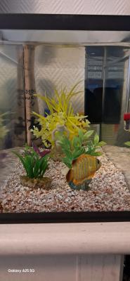 Aquarium 20 litres avec filtre et accessoires