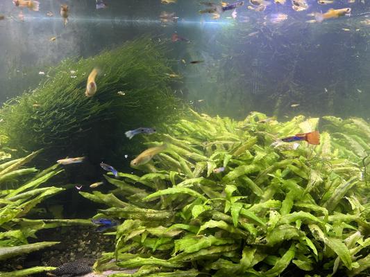 Lot guppy crevettes ancistrus plantes