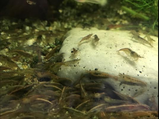 Lot guppy crevettes ancistrus plantes