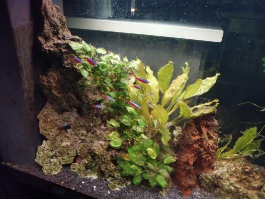 Aquarium 500l complet