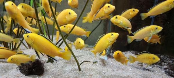 labidochromis