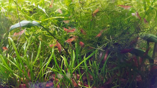 Red Cherry Neocaridina davidi