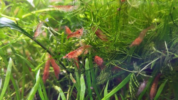 Red Cherry Neocaridina davidi