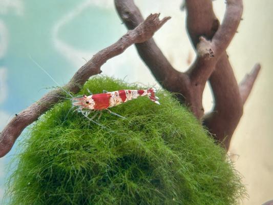 Crevettes Crystal Red