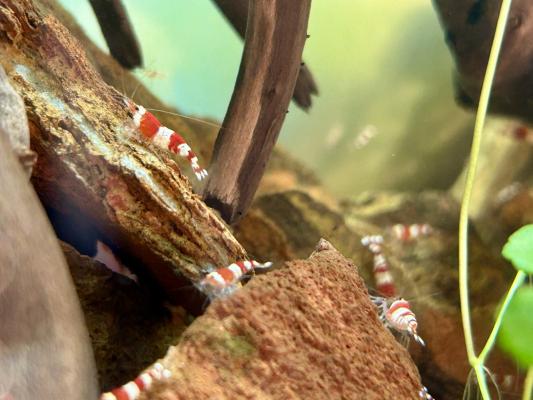 Crevettes Crystal Red