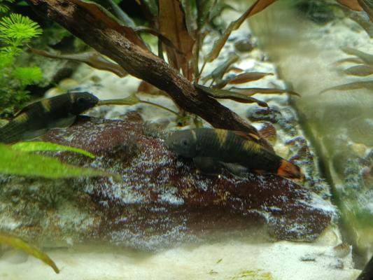Poissons tropicaux