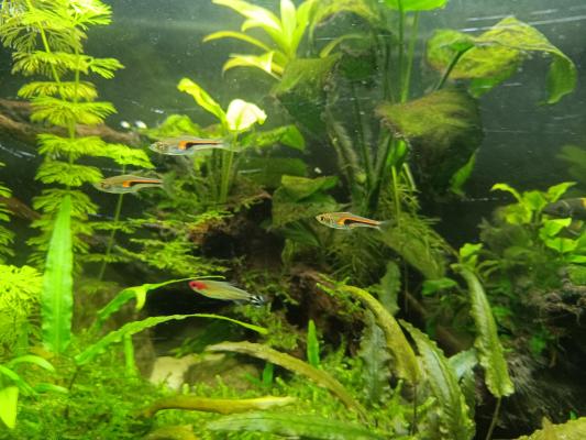 Poissons tropicaux