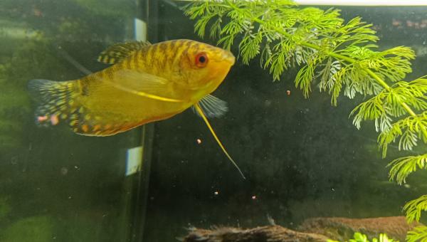 Poissons tropicaux