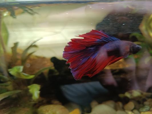 Poissons tropicaux