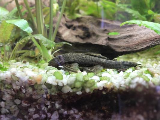 Ancistrus