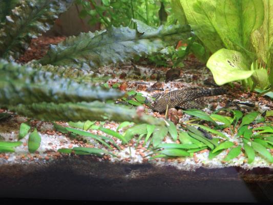 Ancistrus