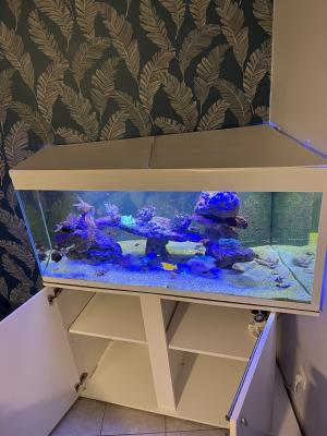 Aquarium d’angle