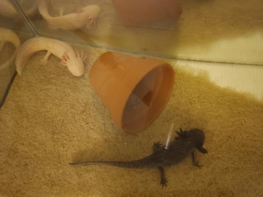 À Vendre – Couple d’Axolotls + Meuble Aquarium Équipé