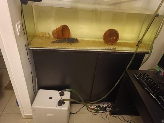 À Vendre – Couple d’Axolotls + Meuble Aquarium Équipé