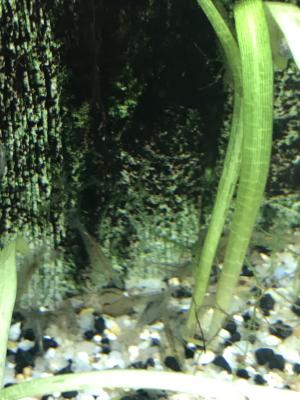 Crevettes grises d’aquarium(Malawa)