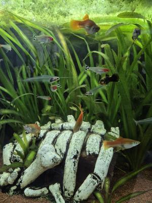 Poissons et plantes