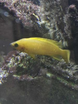 Cichlidé citron  Neolamprologus leleupi