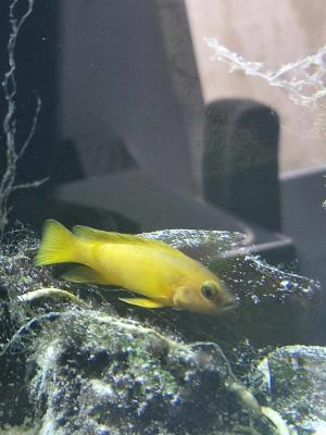 Cichlidé citron  Neolamprologus leleupi