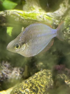 Poissons aquarium