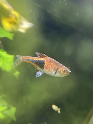 Poissons aquarium