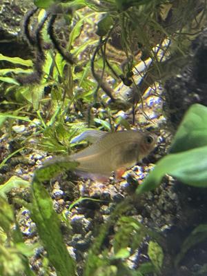 Poissons aquarium