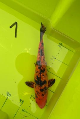 2 Carpes koi 1 an et demi
