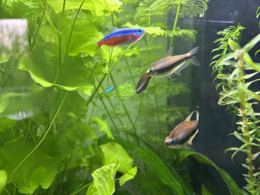 Vends lot Tetra empereur palmeri