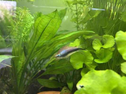 Vends lot Tetra empereur palmeri