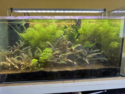 Aquarium 54l