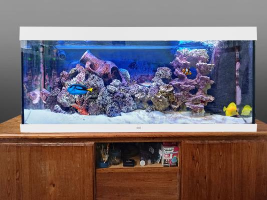 aquarium de mer