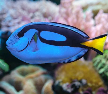 aquarium de mer