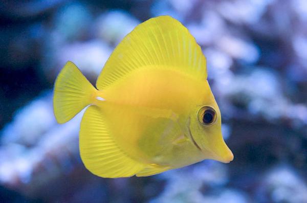 aquarium de mer