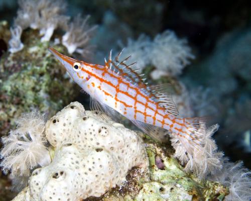 aquarium de mer