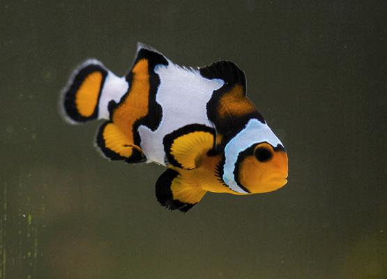 aquarium de mer