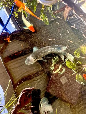 Gourami Géant