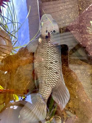 Gourami Géant