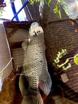 Gourami Géant