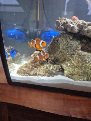 Poisson clown
