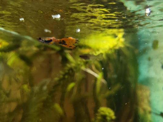 Vente de guppy Amazonien et endler