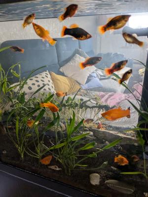 Échange ou vend platy