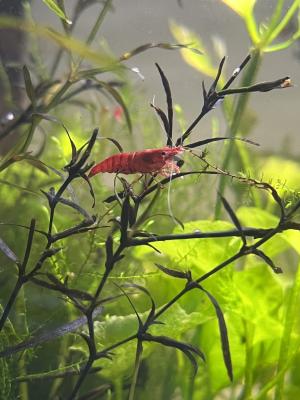 Crevette red Sakura