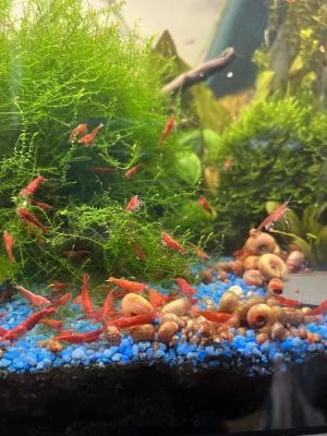 Crevette red Sakura
