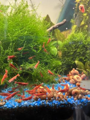 Crevette red Sakura