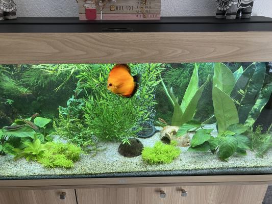 Aquarium 240L